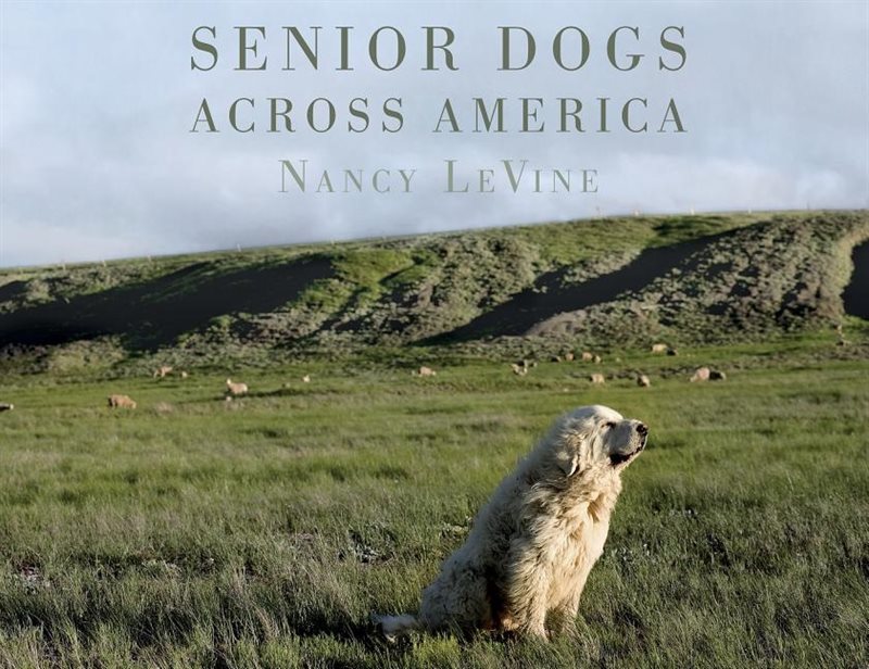 Senior dogs across america - portraits of mans best old friend