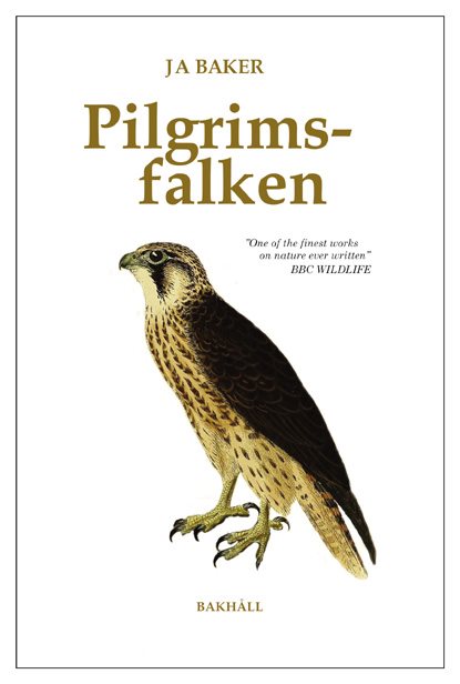 Pilgrimsfalken