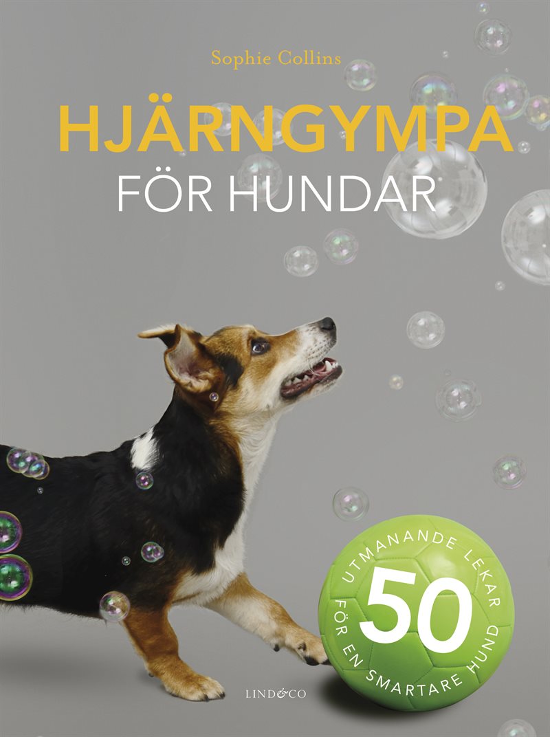 Hjärngympa för hundar