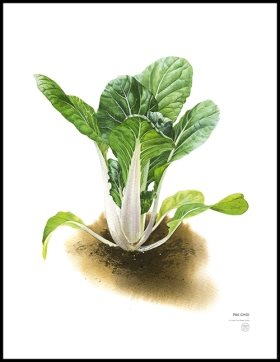 Farbror Grön Poster Pak Choi