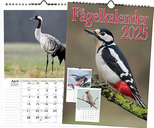 Fågelkalender 2025