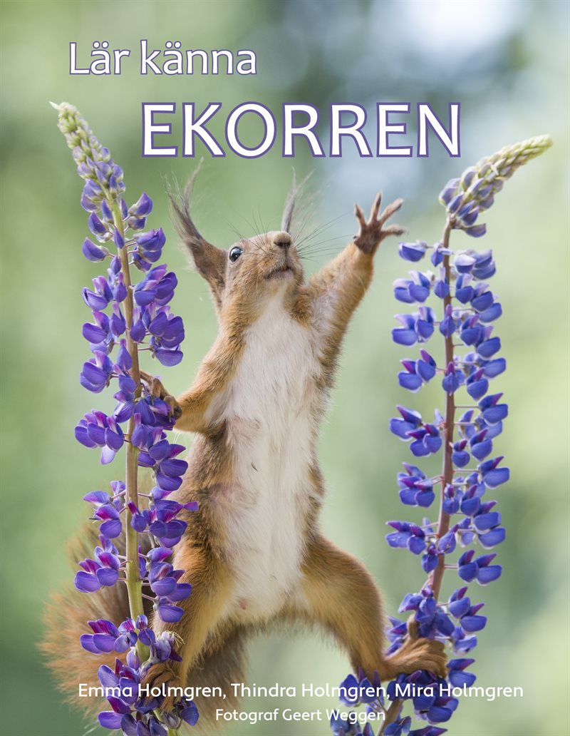 Lär känna ekorren